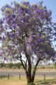 Arbre glycine. Bolusanthus speciosus. Du transval au Mozambique. Legumineuse. 5m